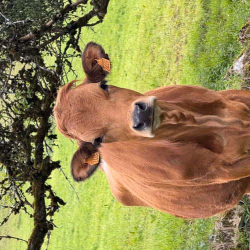 COW