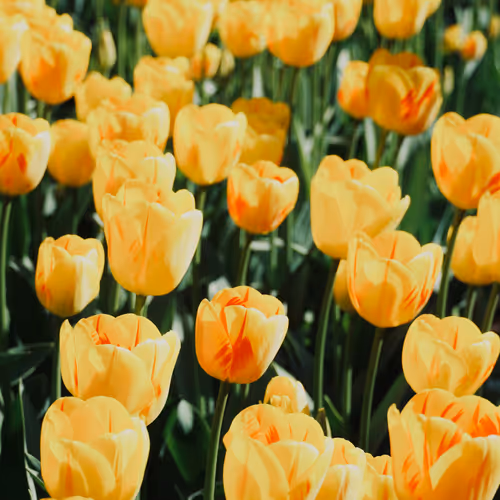 Tulips
