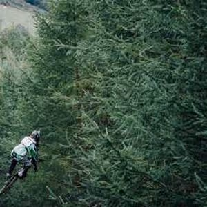 The Wolves Remember Pixels