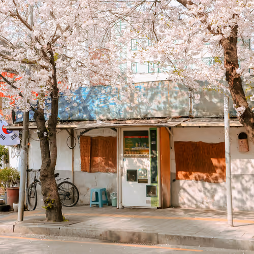 sakura