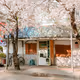 sakura