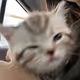 SWAG CAT
