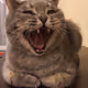 Korgi