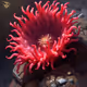 Anemone Ability