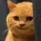 UNICAT