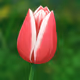 Anime flower