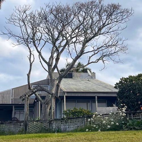 Tree&House