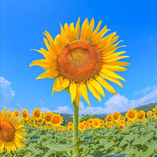 sunflower