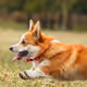 Corgi