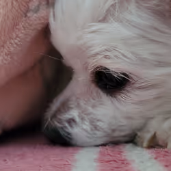Maltese hedgehog