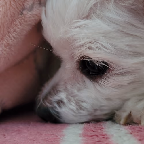 Maltese hedgehog