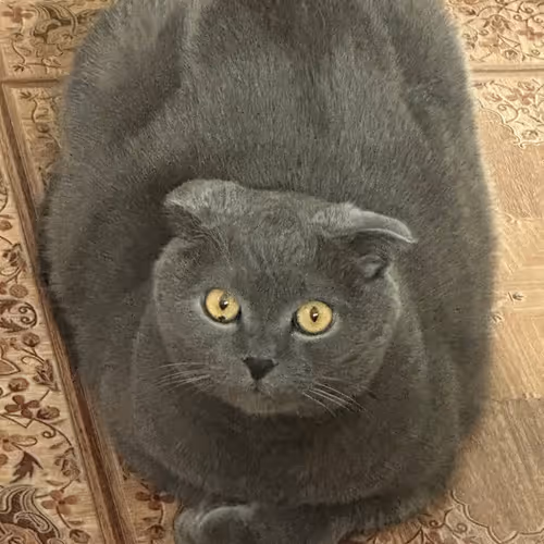 fat cat