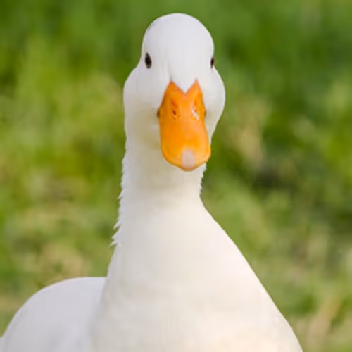 Ducks
