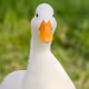 Ducks