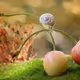 snail