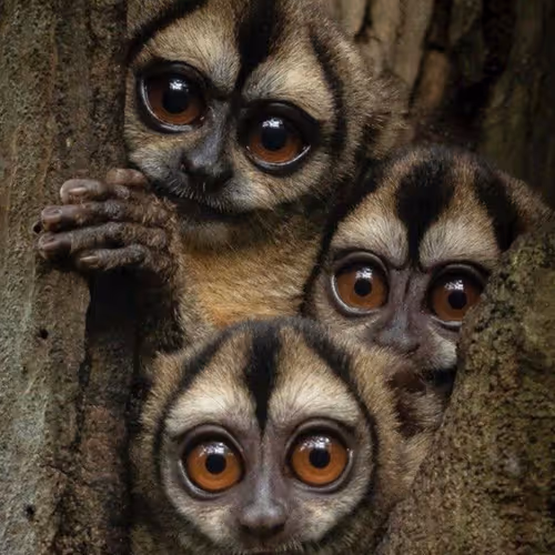 Animal ID