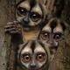 Animal ID