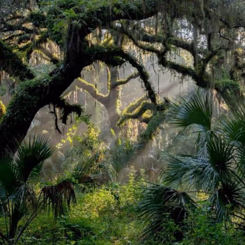 forest