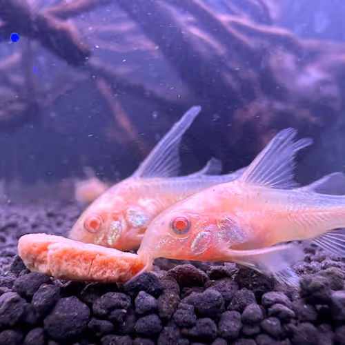 Amano