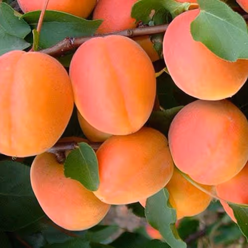 urogai