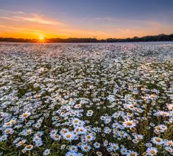 flowersss