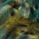 Generative Art Series