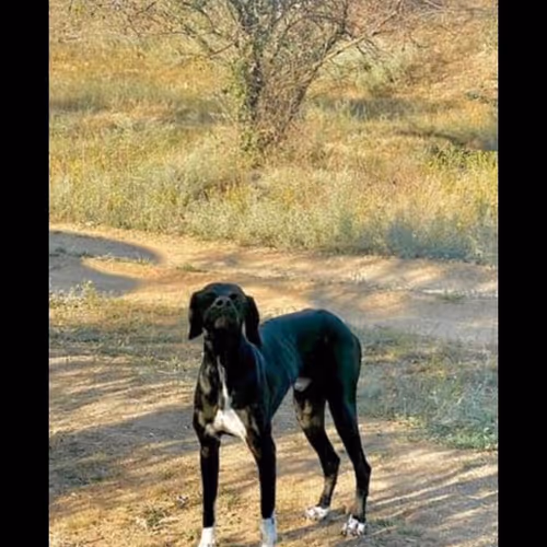 dog