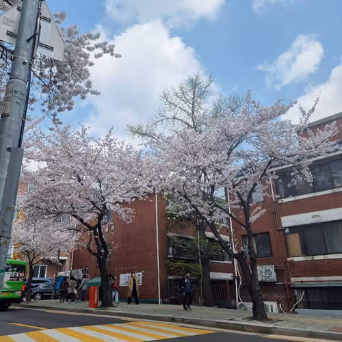벚꽃