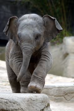 "Tiny Elephant Wonders"