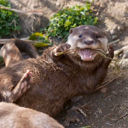 otterly