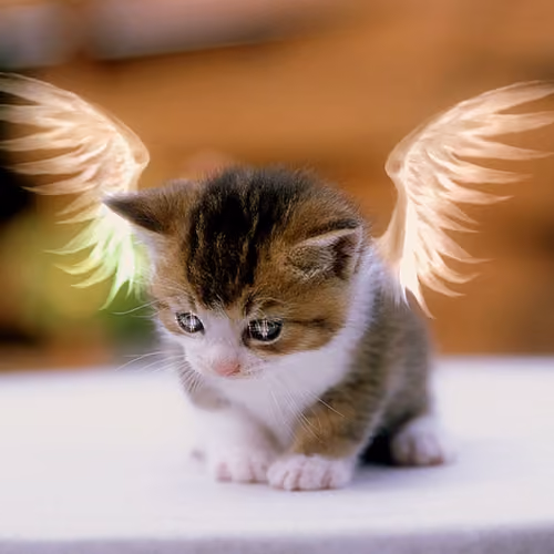 Cute Cat