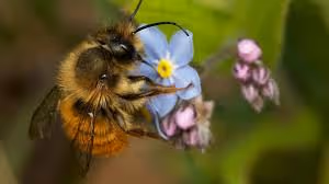 Bee 090