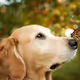 Animal 2