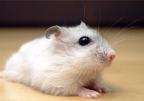 hamster