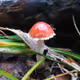 Fungi Garden