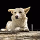 Street paws in focus
