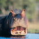 hippo