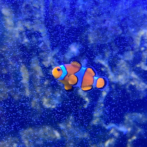 BLUFISH