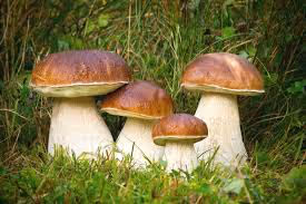 famiglia dei funghi