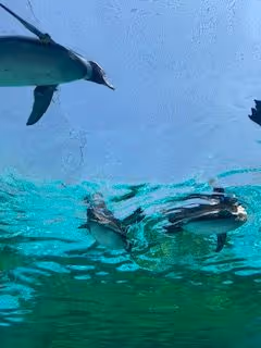 Zora Posts