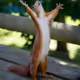 Squirrel’s Moment of Glory