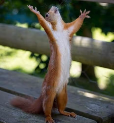 Squirrel’s Moment of Glory