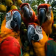 Parrots party