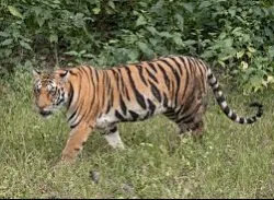 tigers