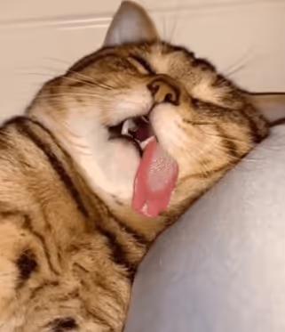 잠자는 고양이
