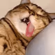 잠자는 고양이