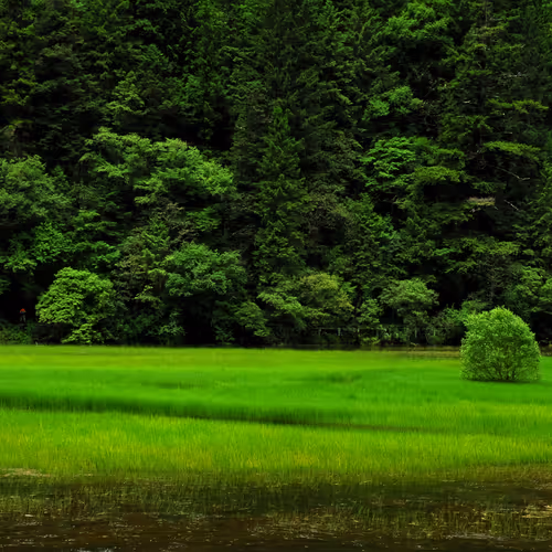Nature