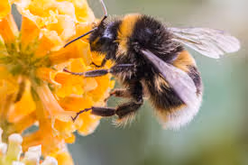 Bee 9890