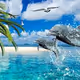 Dolphin
