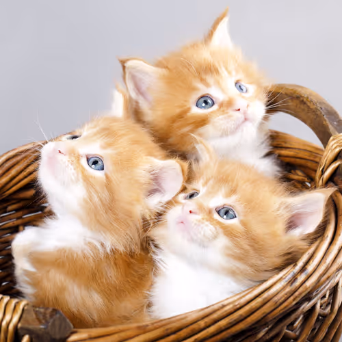 cat2
